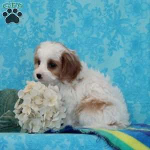 Kaleb, Cavapoo Puppy